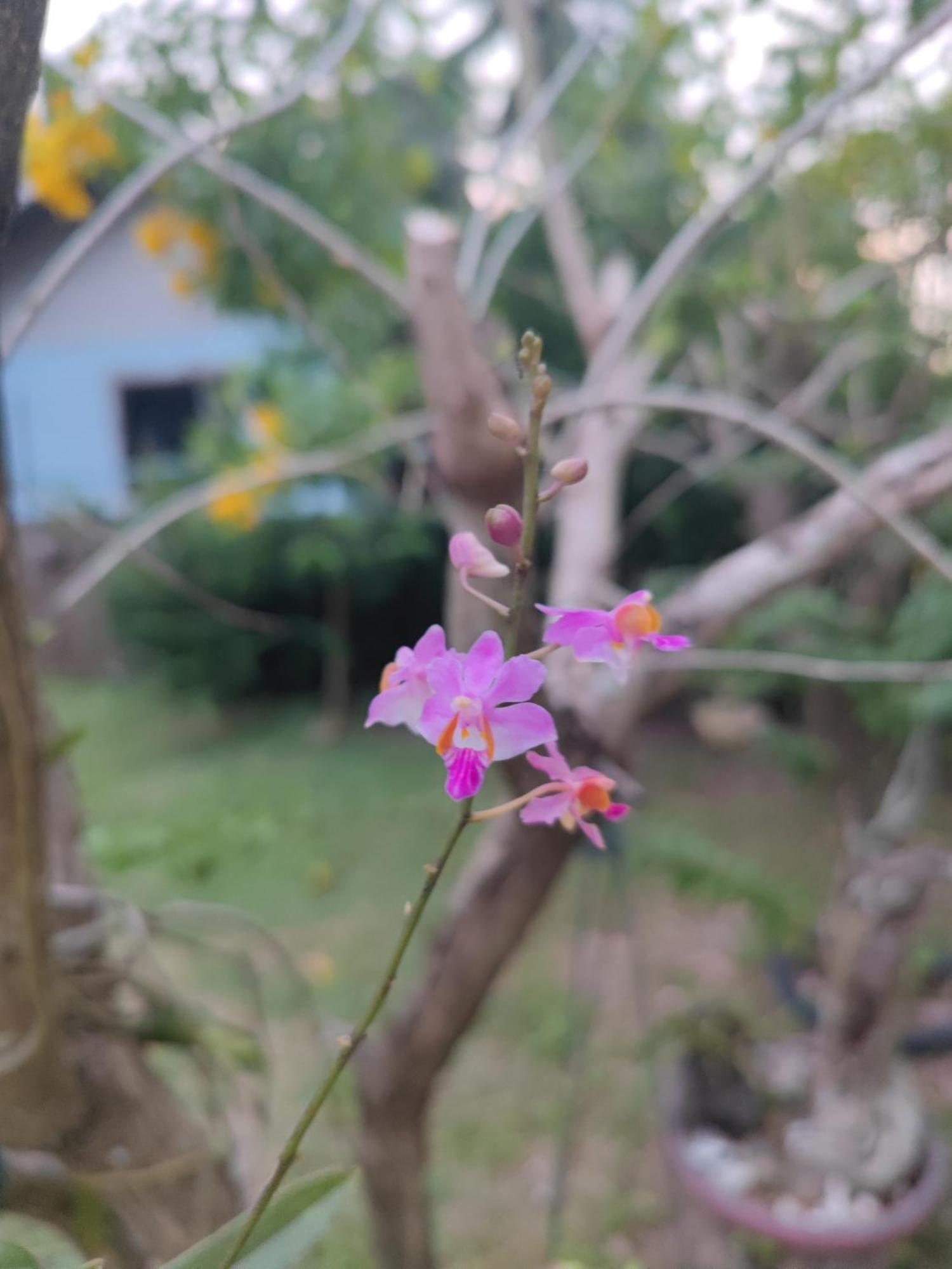 The Secret Garden Homestay Koh Yao Yai Ko Yao Exterior foto
