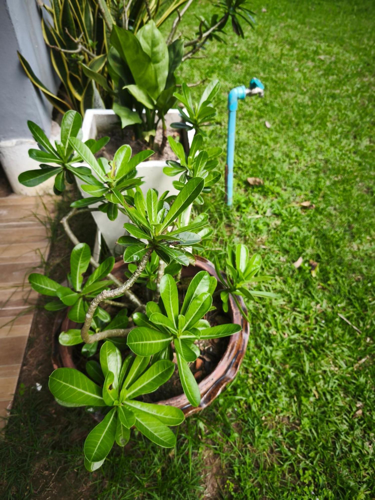 The Secret Garden Homestay Koh Yao Yai Ko Yao Exterior foto